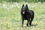 SCHIPPERKE 601